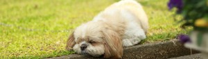 cropped-2013_04_18_78011.jpg
